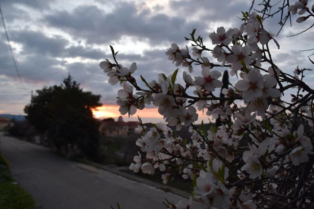 O Palaios Fournos Tou Andrea Lägenhet Argostoli  Exteriör bild